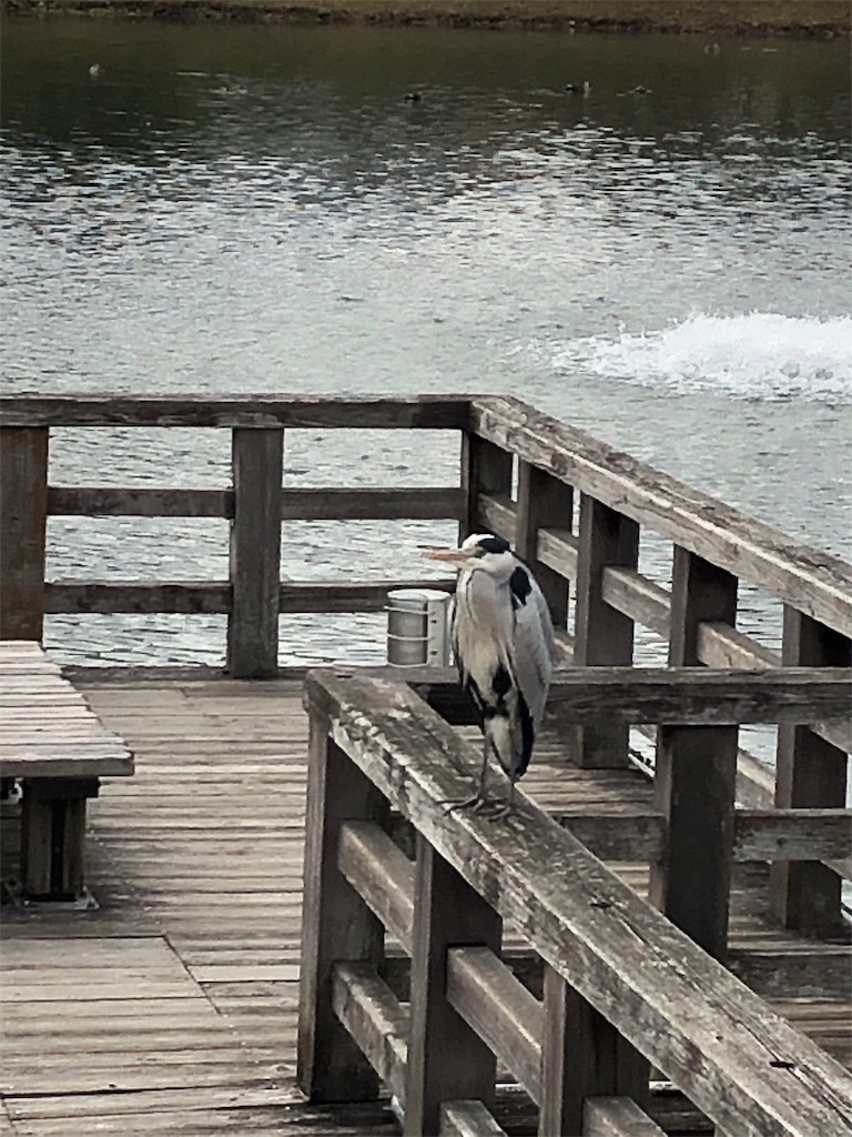 f:id:cassadaga:20190107142226j:image