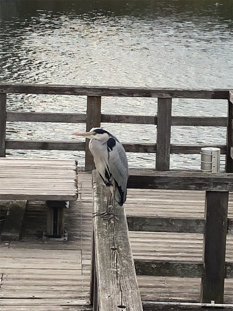 f:id:cassadaga:20190107142235j:image