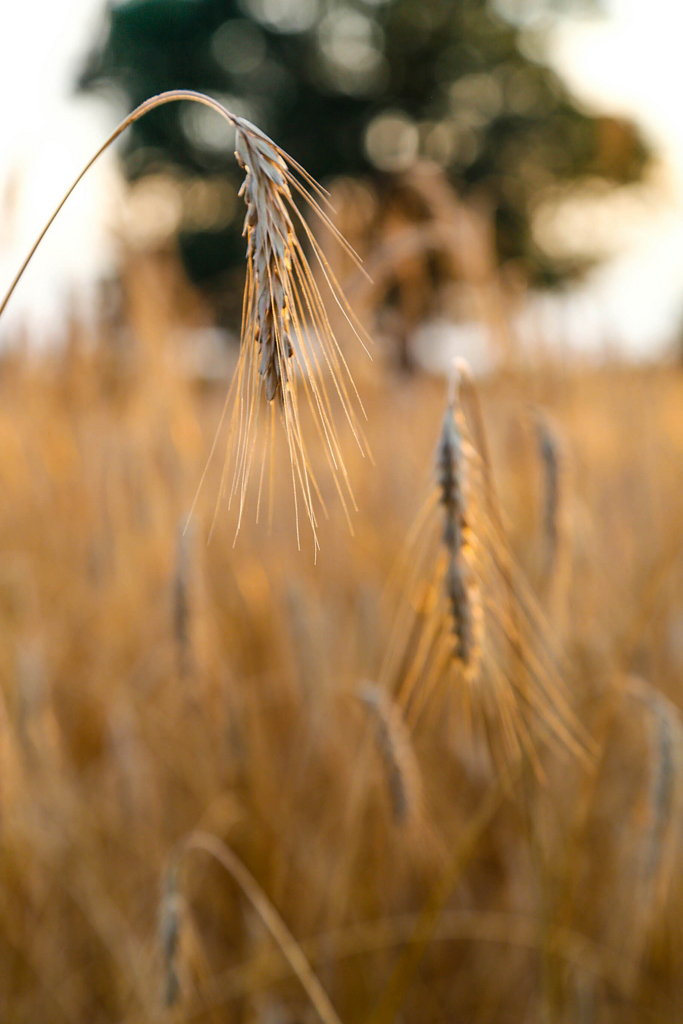 f:id:casse-pied:20171115081411j:plain f:id:casse-pied:20171115081411j:plain