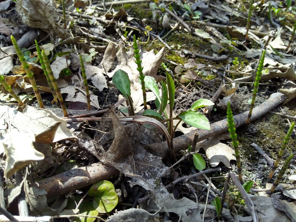 f:id:casse-pied:20190506061653j:plain