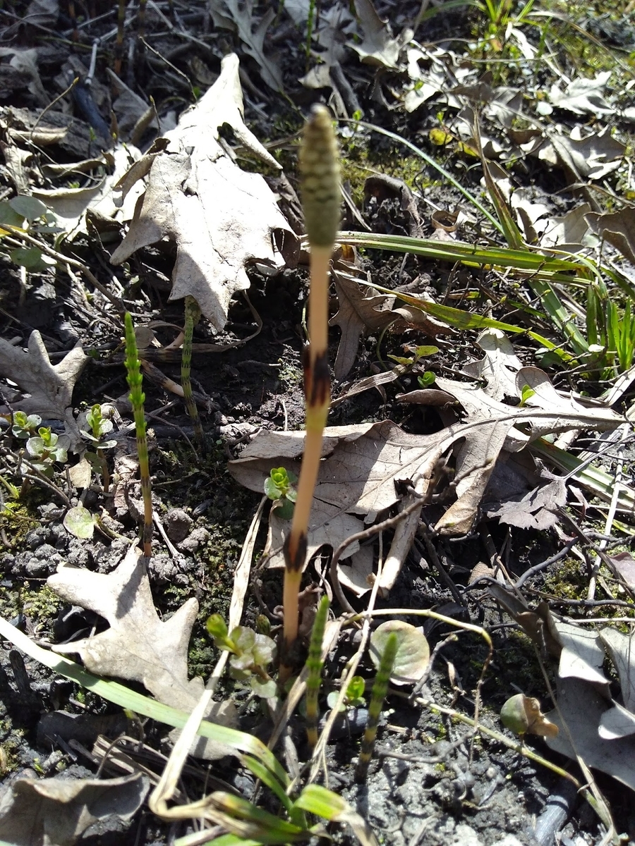 f:id:casse-pied:20190506061733j:plain
