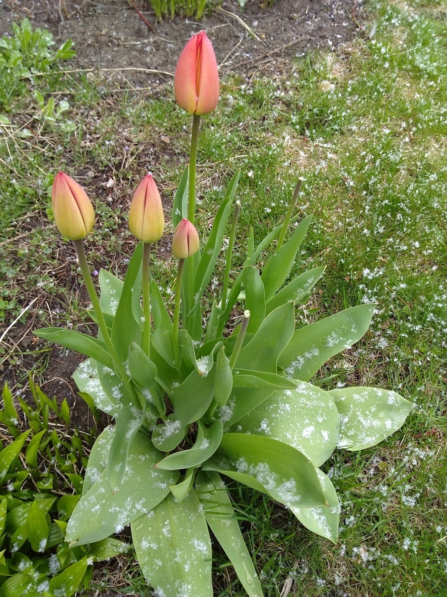 f:id:casse-pied:20200510235043j:plain f:id:casse-pied:20200510235043j:plain