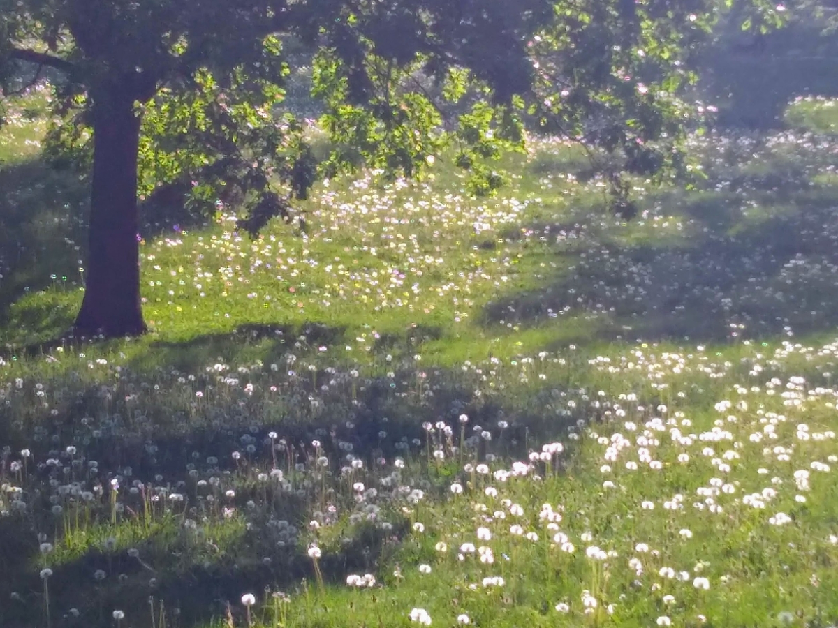 f:id:casse-pied:20200605005125j:plain f:id:casse-pied:20200605005125j:plain