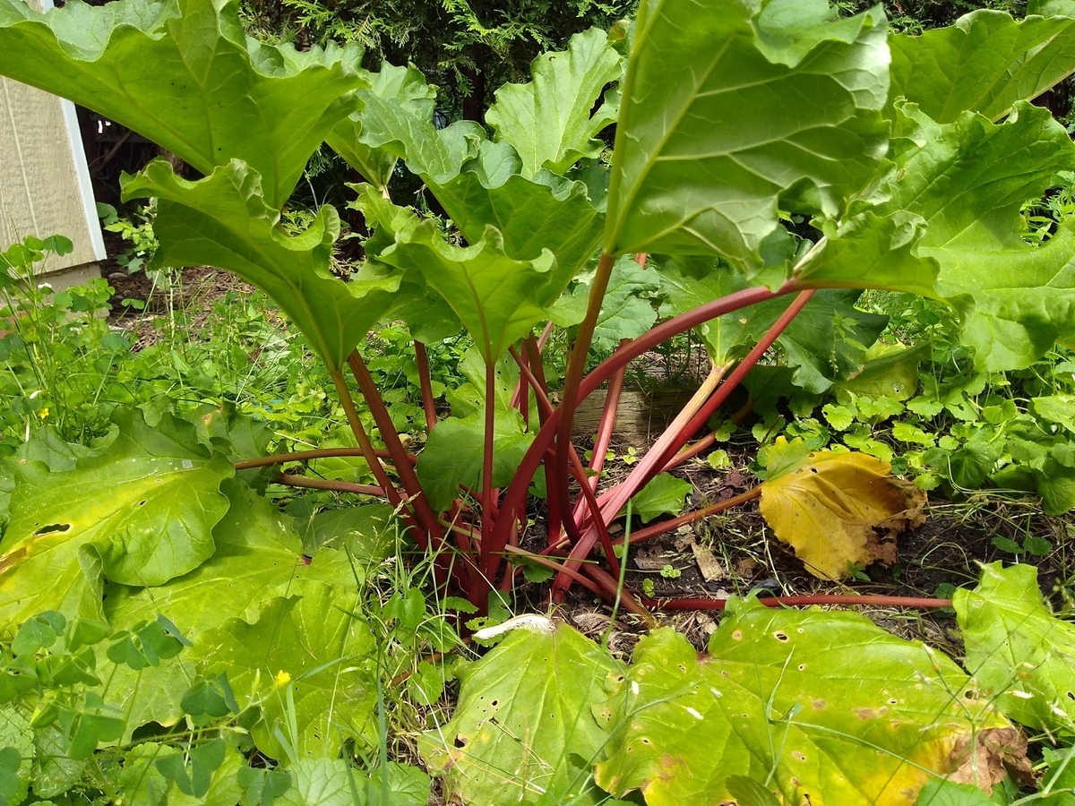 庭に生えるルバーブ、赤い茎