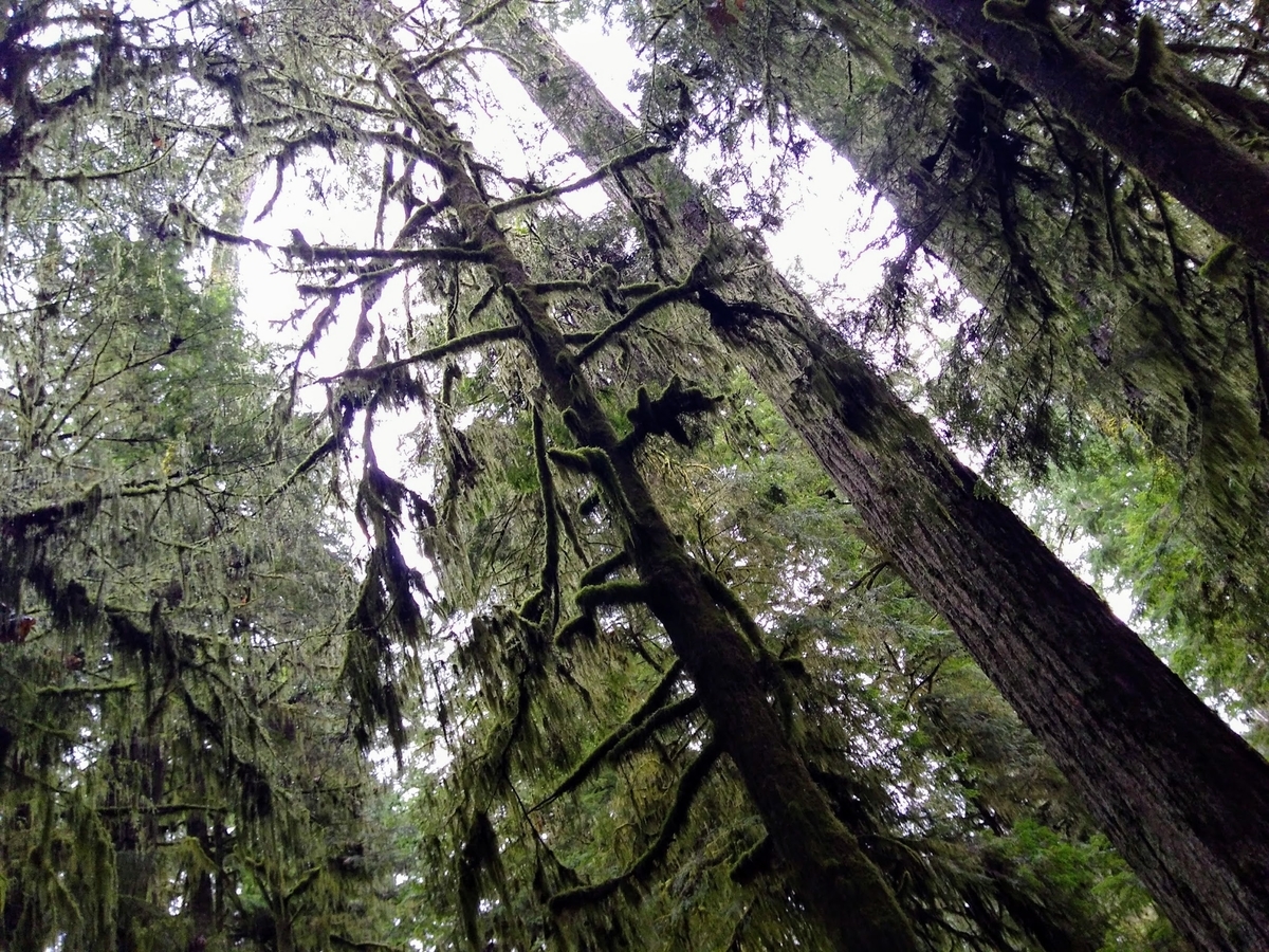 f:id:casse-pied:20210419042252j:plain
