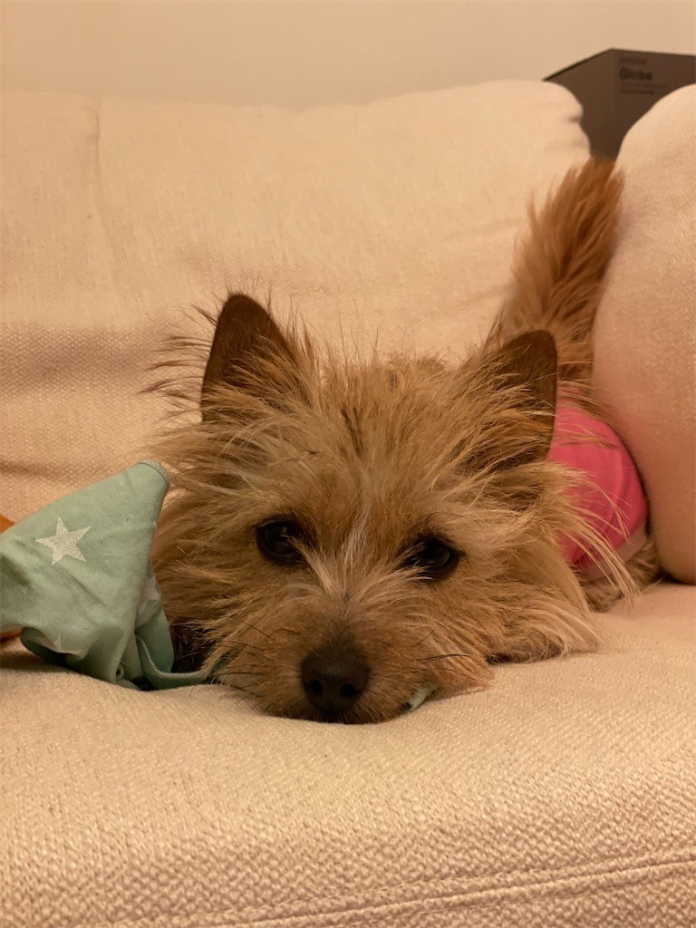 f:id:cassini:20210304194854j:image