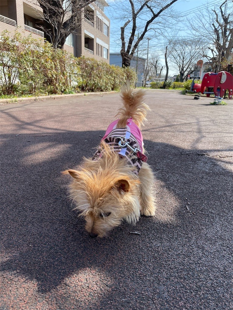 f:id:cassini:20210304194857j:image