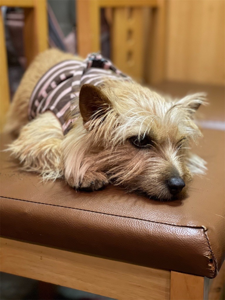 f:id:cassini:20210320212759j:image f:id:cassini:20210320212759j:image