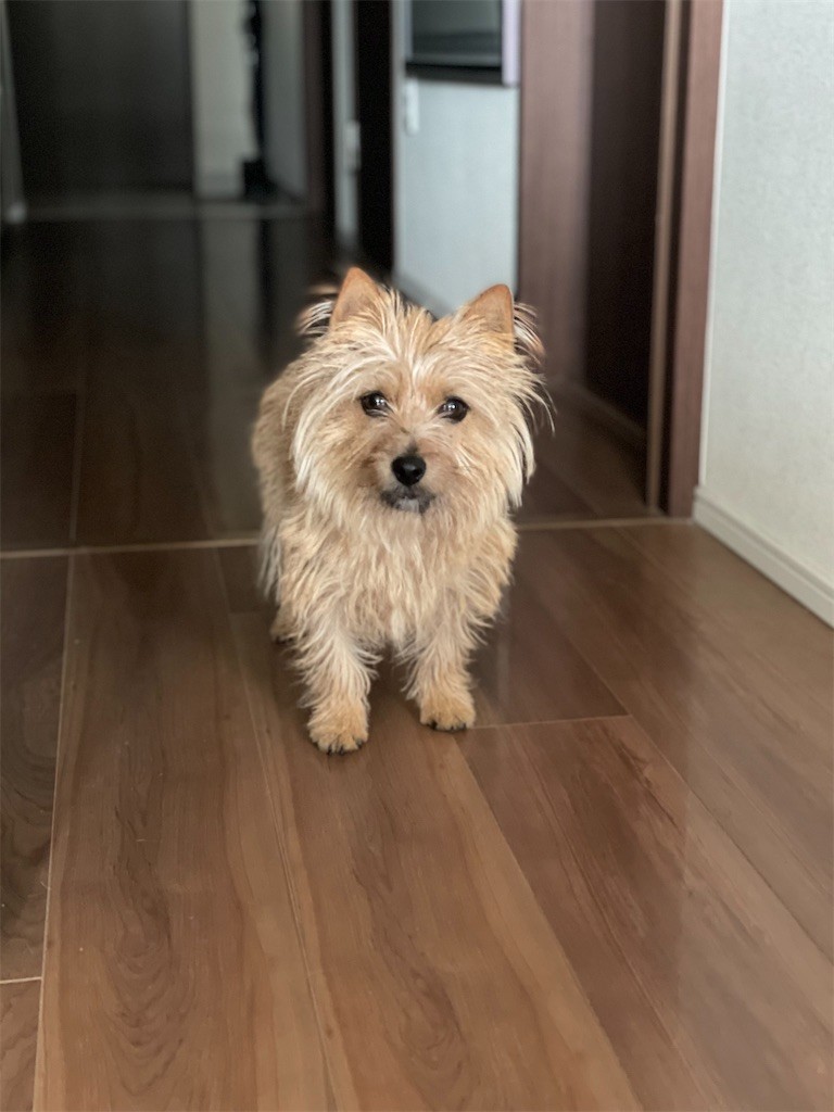 f:id:cassini:20210320212803j:image f:id:cassini:20210320212803j:image