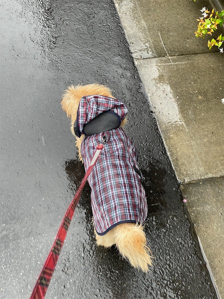 f:id:cassini:20210619175324j:image