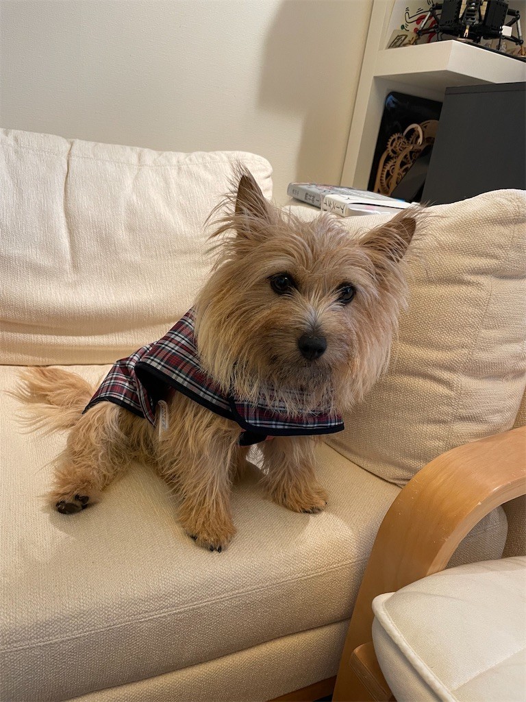 f:id:cassini:20210619175327j:image