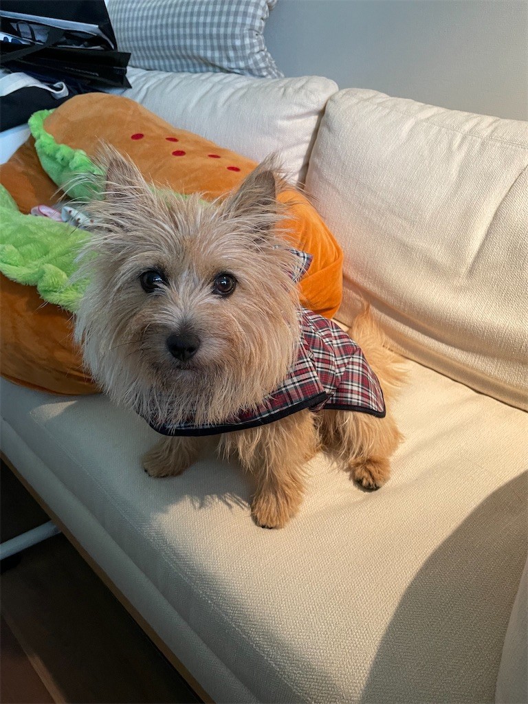 f:id:cassini:20210619175330j:image