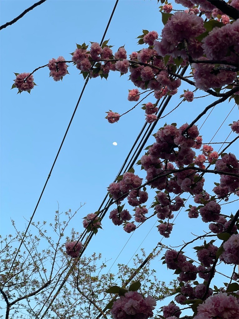 f:id:cassini:20220412192706j:image