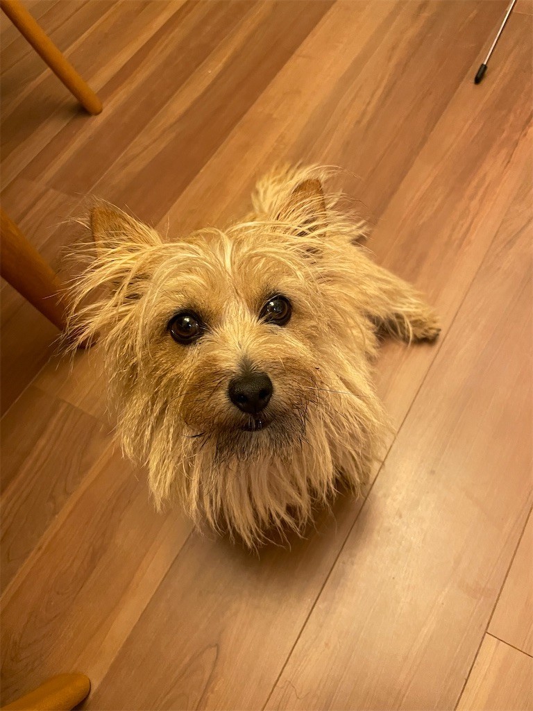 f:id:cassini:20220412193014j:image