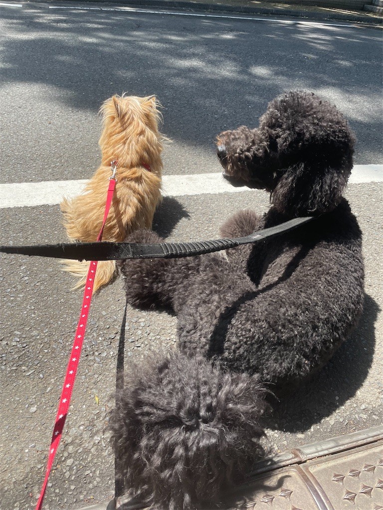 f:id:cassini:20220422222644j:image