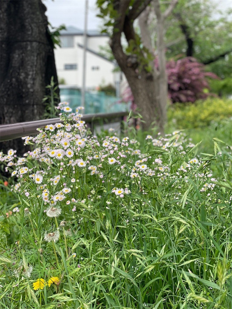 f:id:cassini:20220422222647j:image