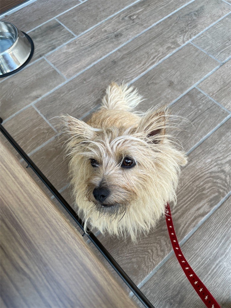 f:id:cassini:20220612202500j:image