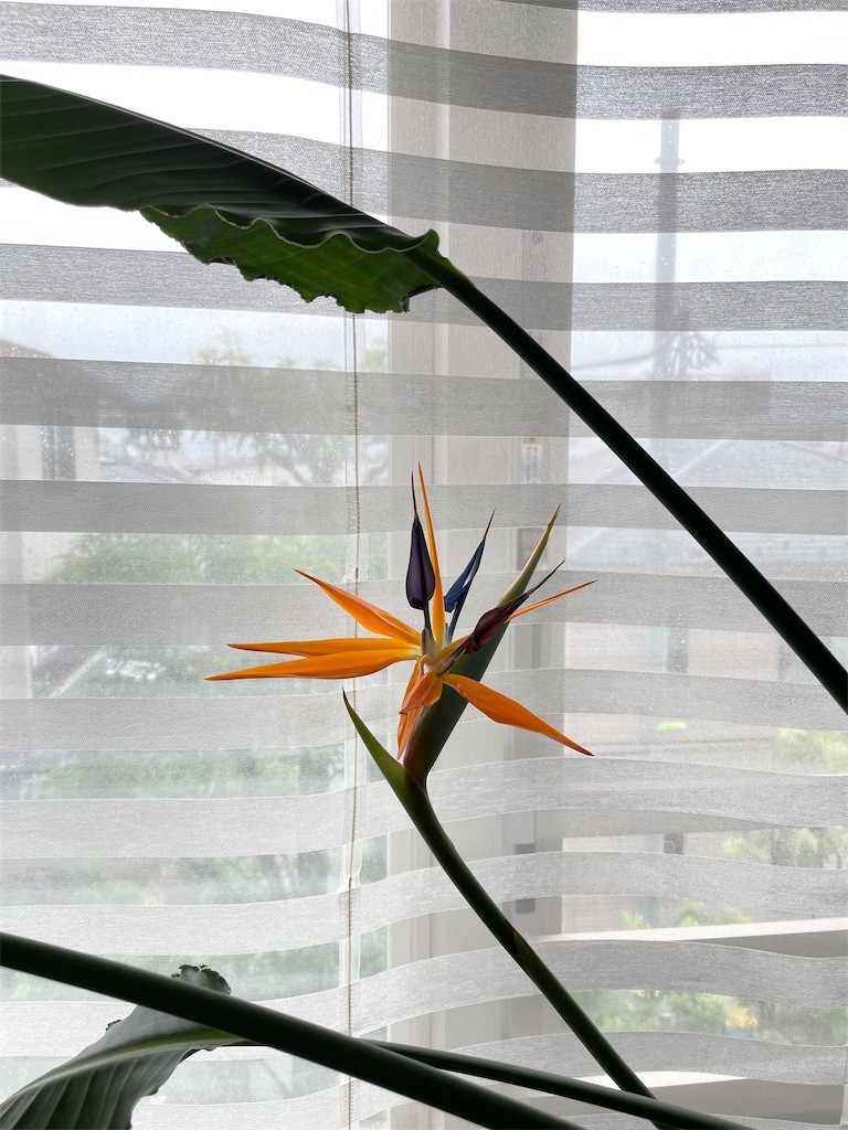 f:id:cassini:20220828201444j:image f:id:cassini:20220828201444j:image