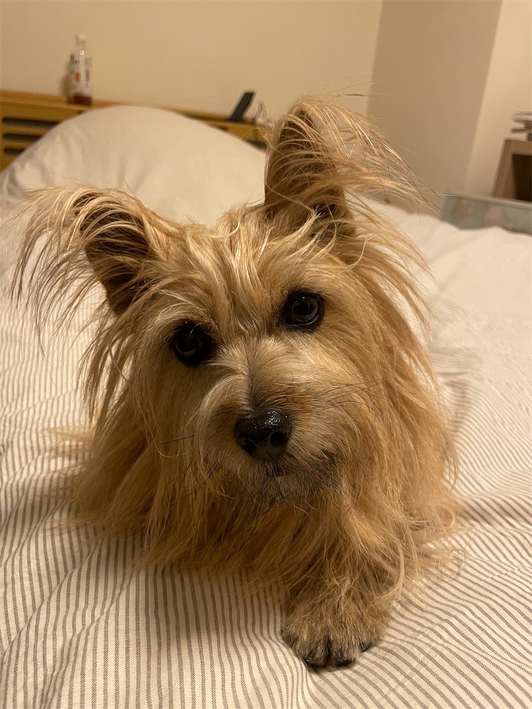 f:id:cassini:20221226220550j:image