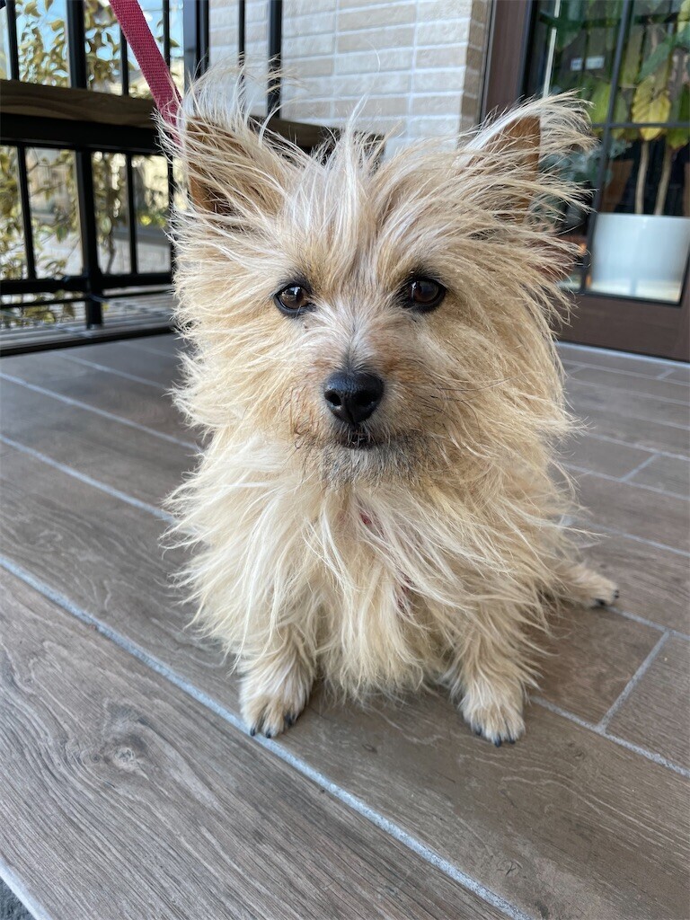 f:id:cassini:20230211190729j:image