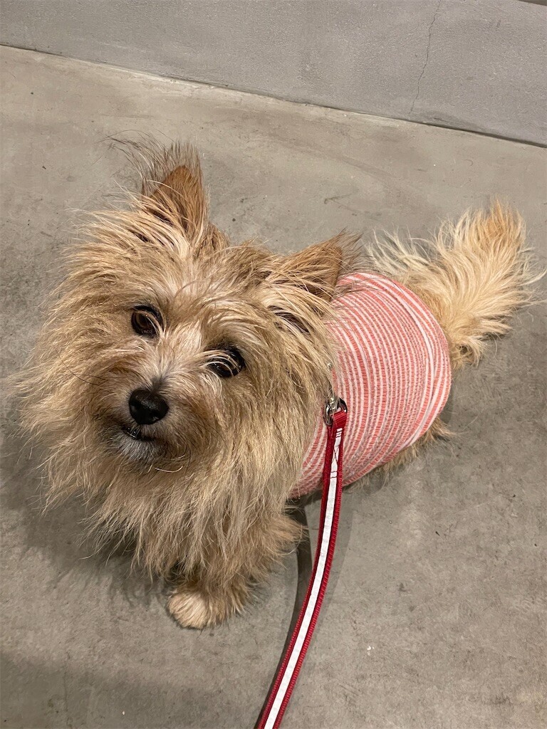 f:id:cassini:20230607195416j:image