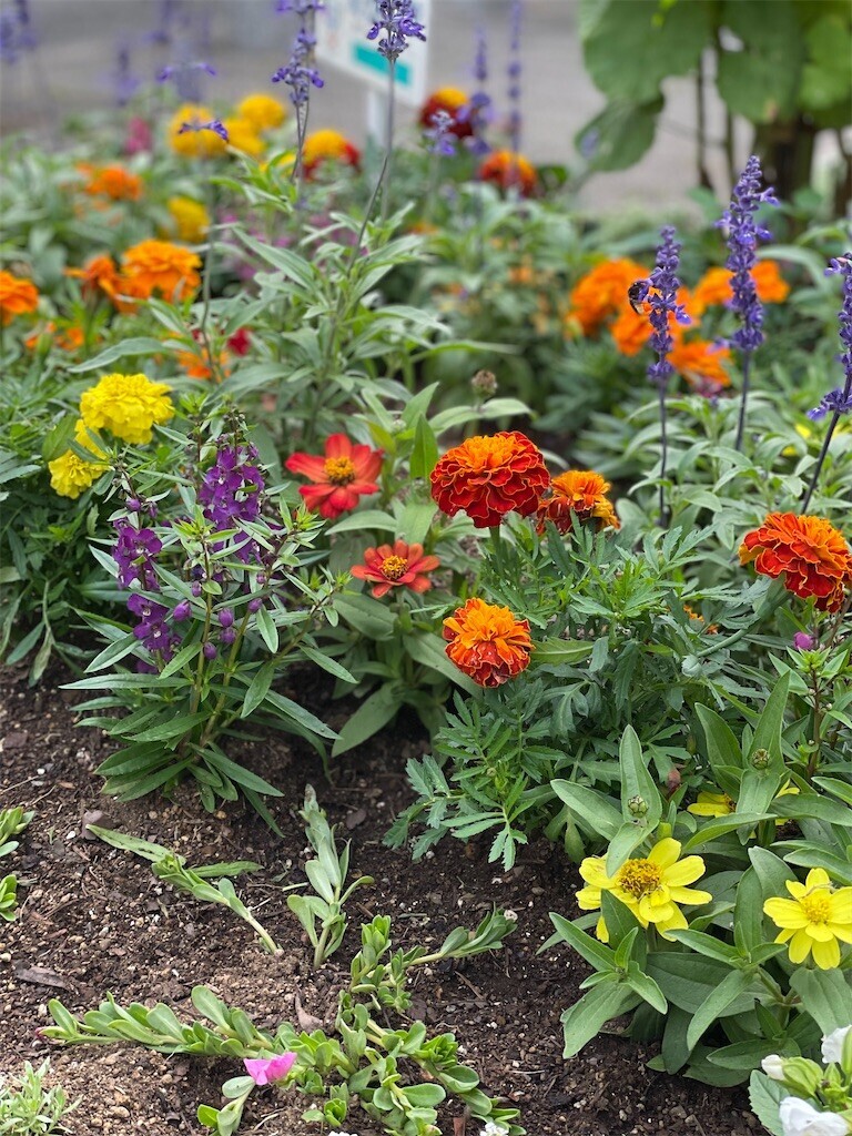 f:id:cassini:20230607195834j:image