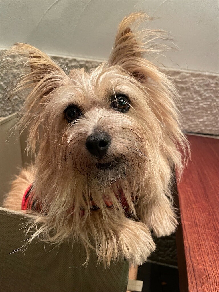 f:id:cassini:20230930224450j:image