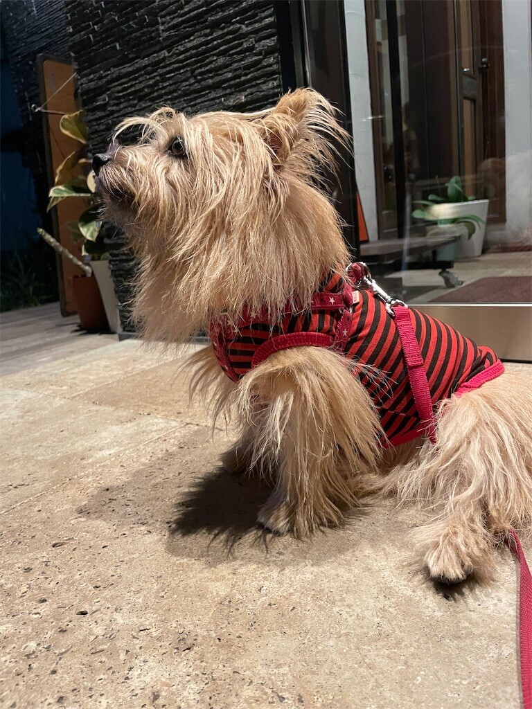 f:id:cassini:20230930224520j:image