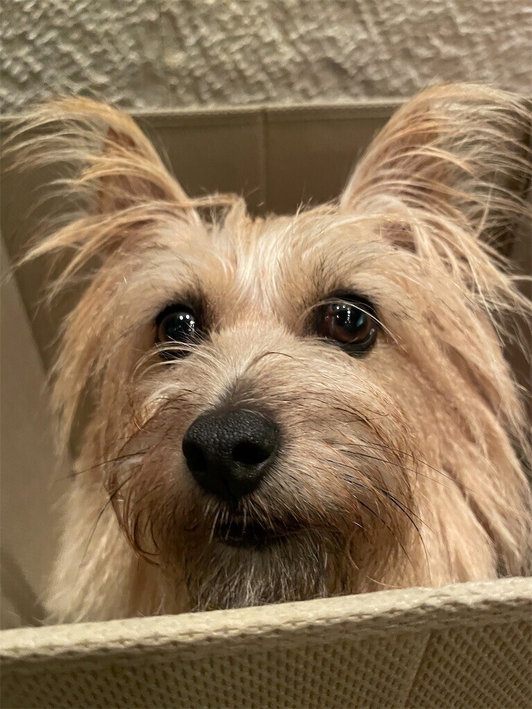 f:id:cassini:20230930224523j:image