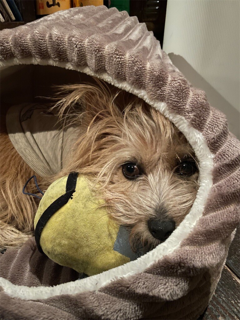 f:id:cassini:20231028200201j:image