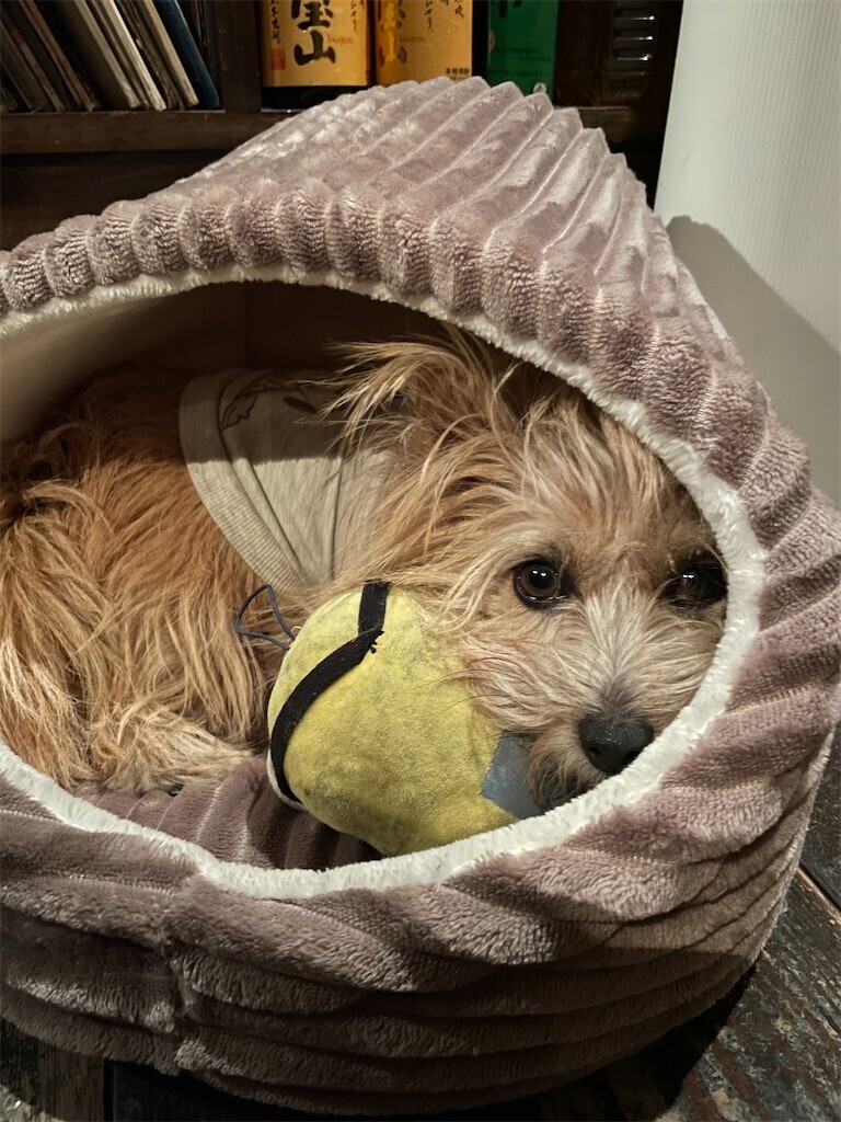 f:id:cassini:20231028200204j:image