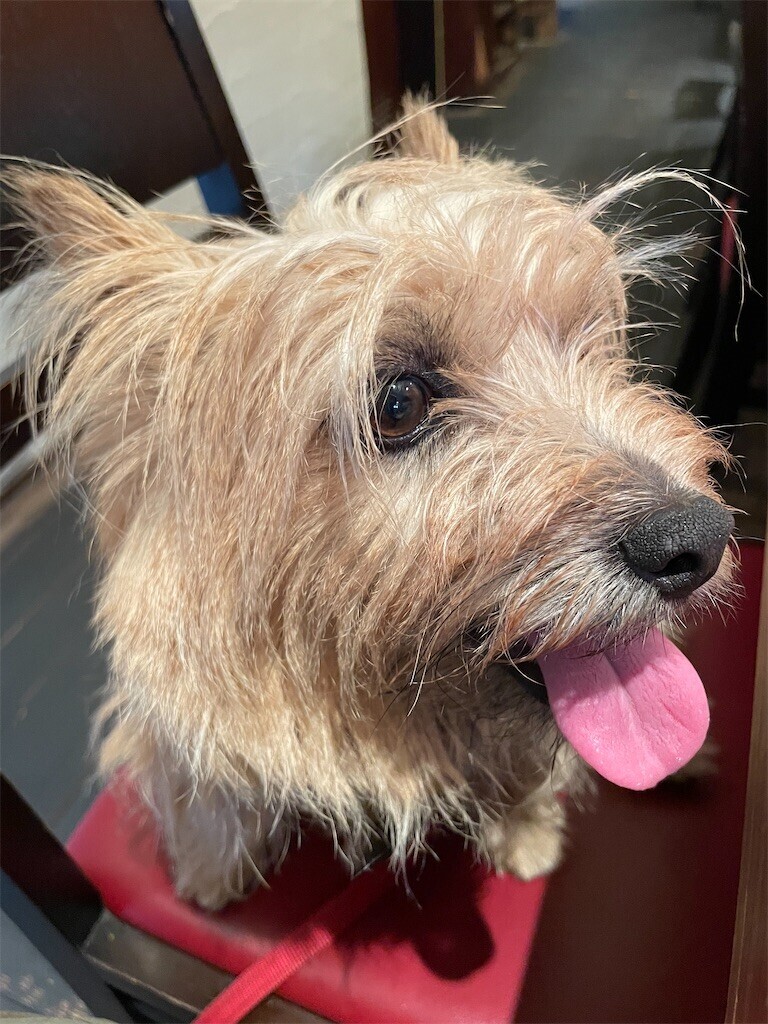 f:id:cassini:20240601203823j:image f:id:cassini:20240601203823j:image