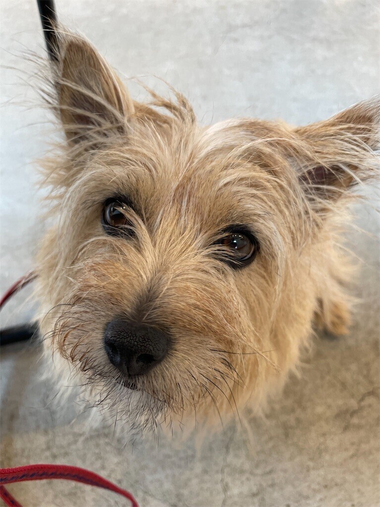 f:id:cassini:20240601205053j:image f:id:cassini:20240601205053j:image