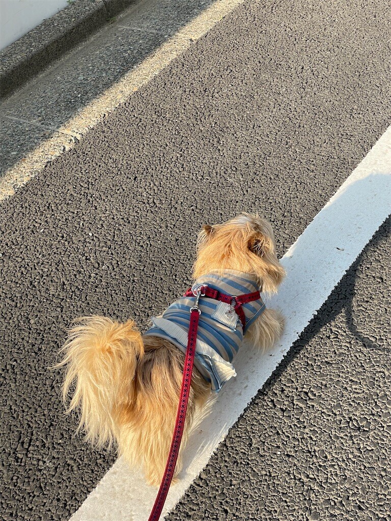 f:id:cassini:20240601205056j:image f:id:cassini:20240601205056j:image