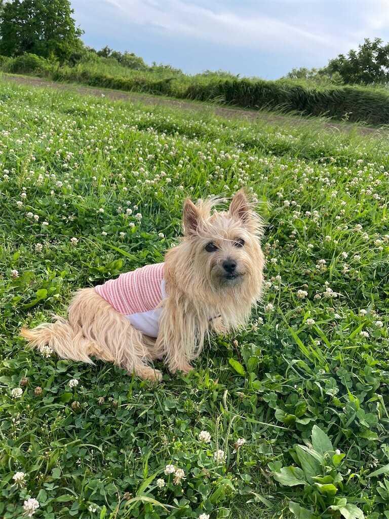 f:id:cassini:20240624202816j:image f:id:cassini:20240624202816j:image