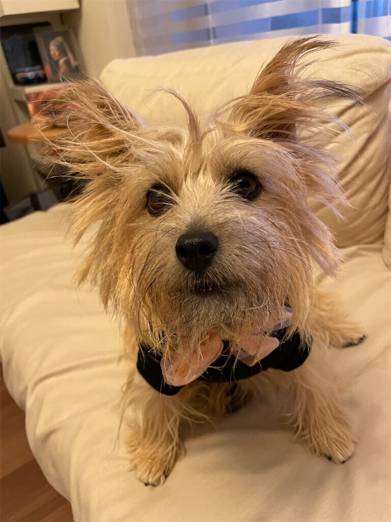 f:id:cassini:20240925214800j:image