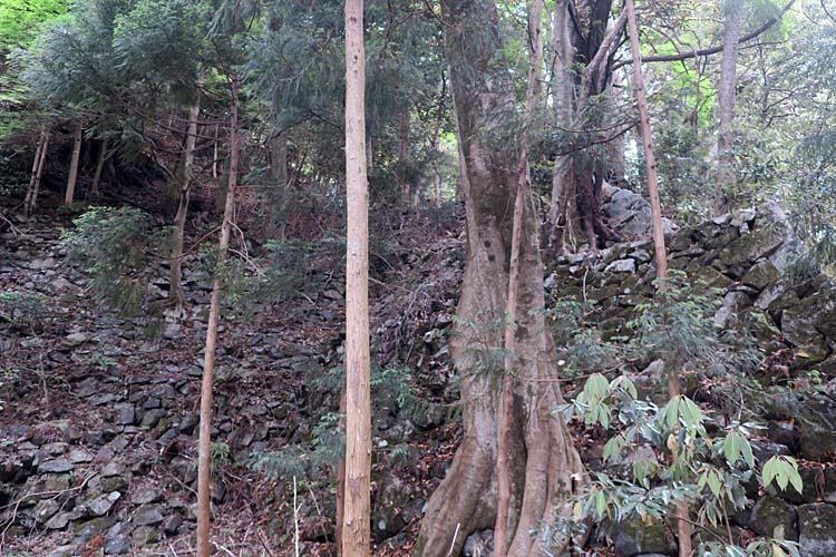 高取城 本丸下石垣