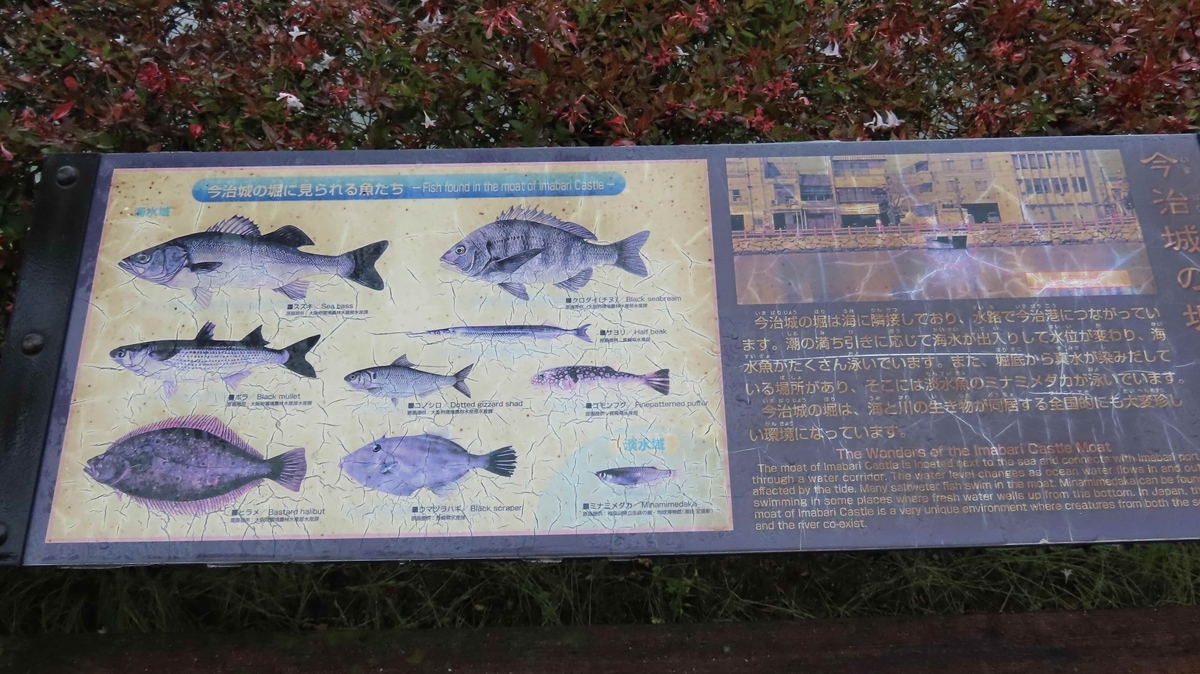 今治城の水堀の海水魚の案内板