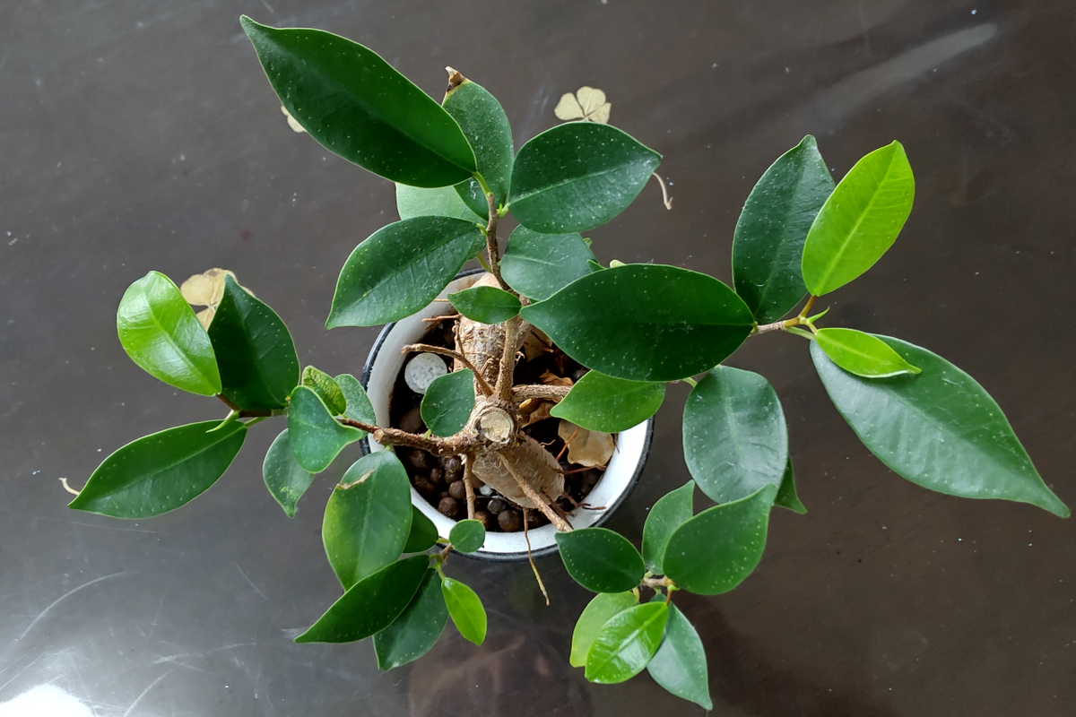 ちっちゃな鉢植観葉植物に肥料をやってみた ハイポネックス プロミック 田舎に住むものです Casually S Diary