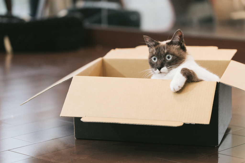 f:id:cat-baron:20170603233819j:plain
