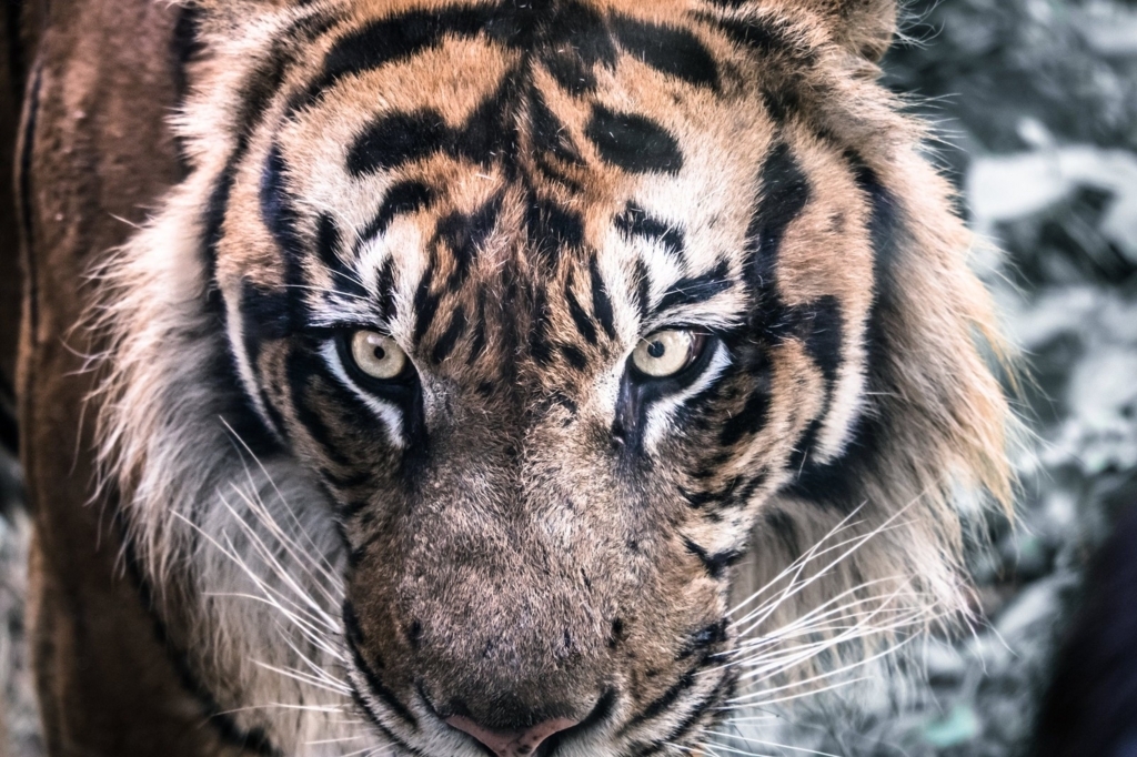 f:id:cat-baron:20170818161858j:plain