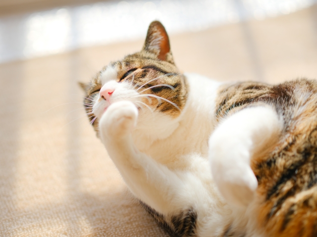 猫が顔を洗う理由 幸せの猫ひげ生活