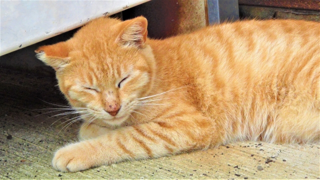 猫が顔を洗う理由 幸せの猫ひげ生活