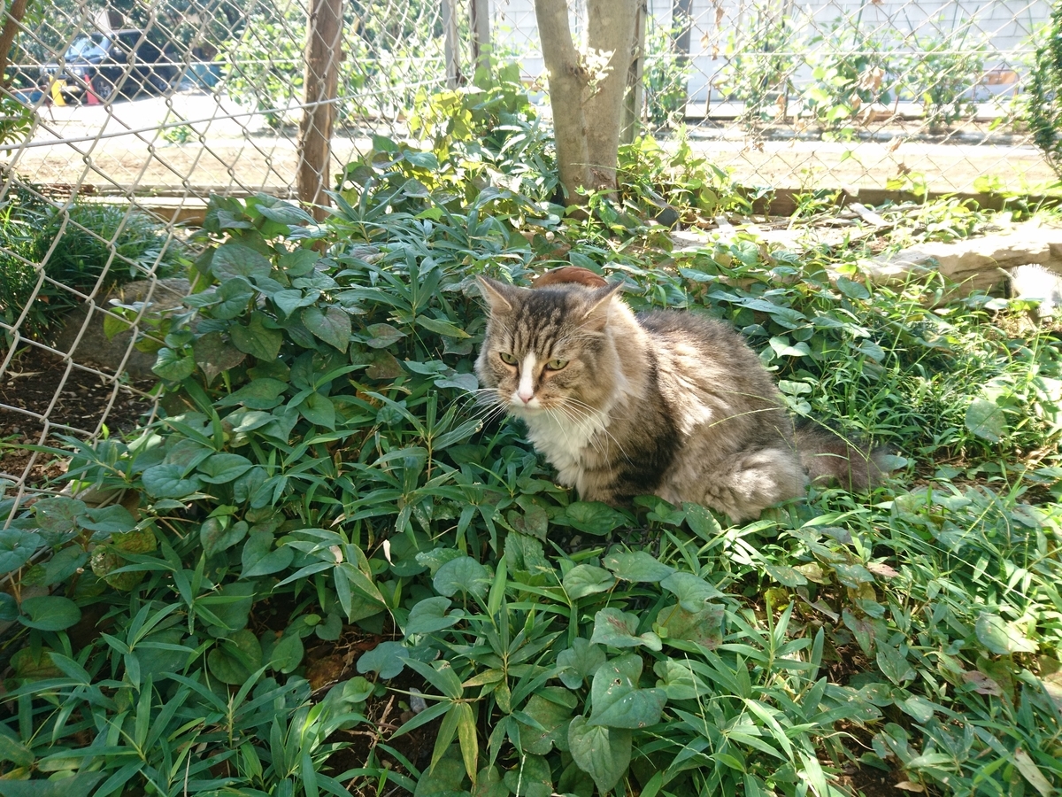 f:id:cat-cat-48:20200815193149j:plain f:id:cat-cat-48:20200815193149j:plain