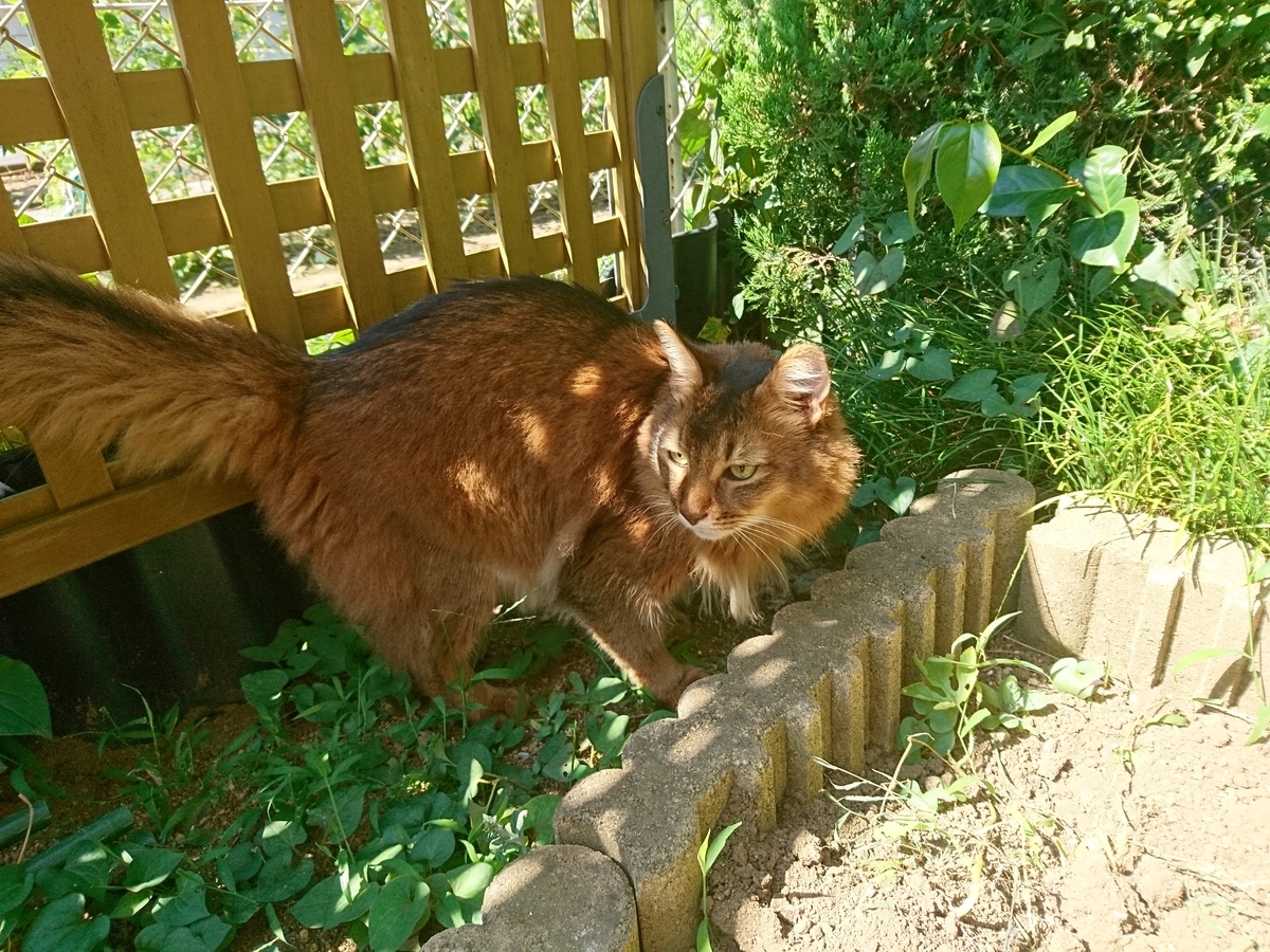 f:id:cat-cat-48:20200815193232j:plain f:id:cat-cat-48:20200815193232j:plain