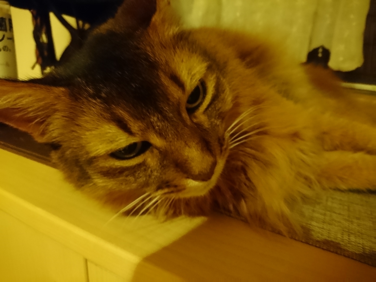 f:id:cat-cat-48:20200815194039j:plain f:id:cat-cat-48:20200815194039j:plain