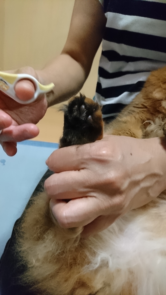 チー君 足裏の毛をカットしました 愛猫トトとチーと父さんの生活