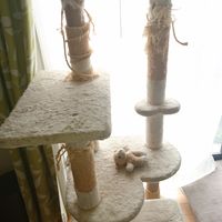 使い込まれたキャットタワー