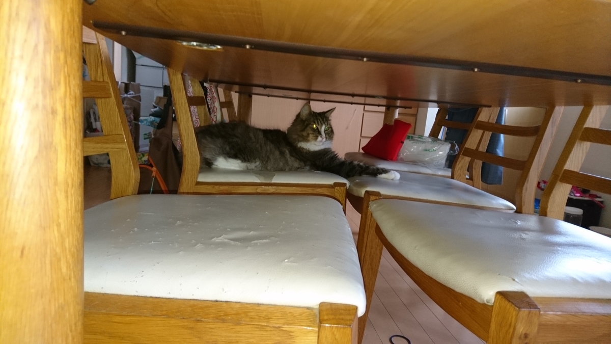 心配そうに見守る猫