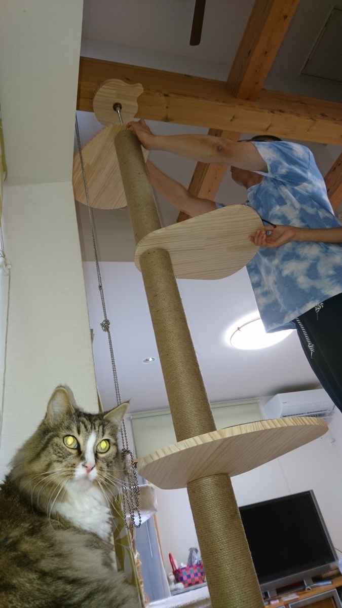 cat towerを組み立てる